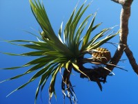 /album/photography/nesian-picture-2-copy-jpg/